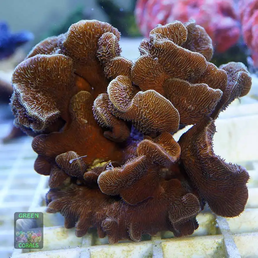 Pavona - GREEN CORALS
