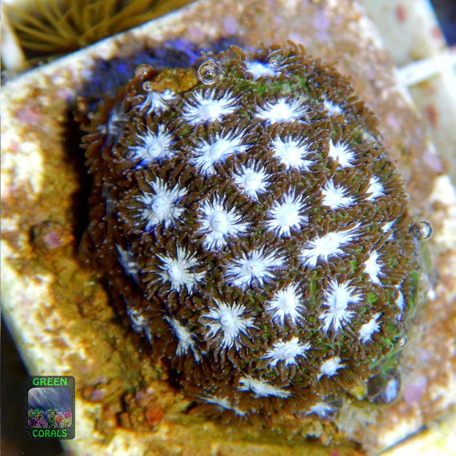 Leptastrea sp. grün, Größe S