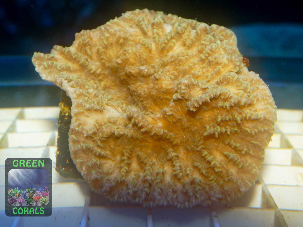 Merulina ampliata, Größe S Merulina ampliata, Größe S