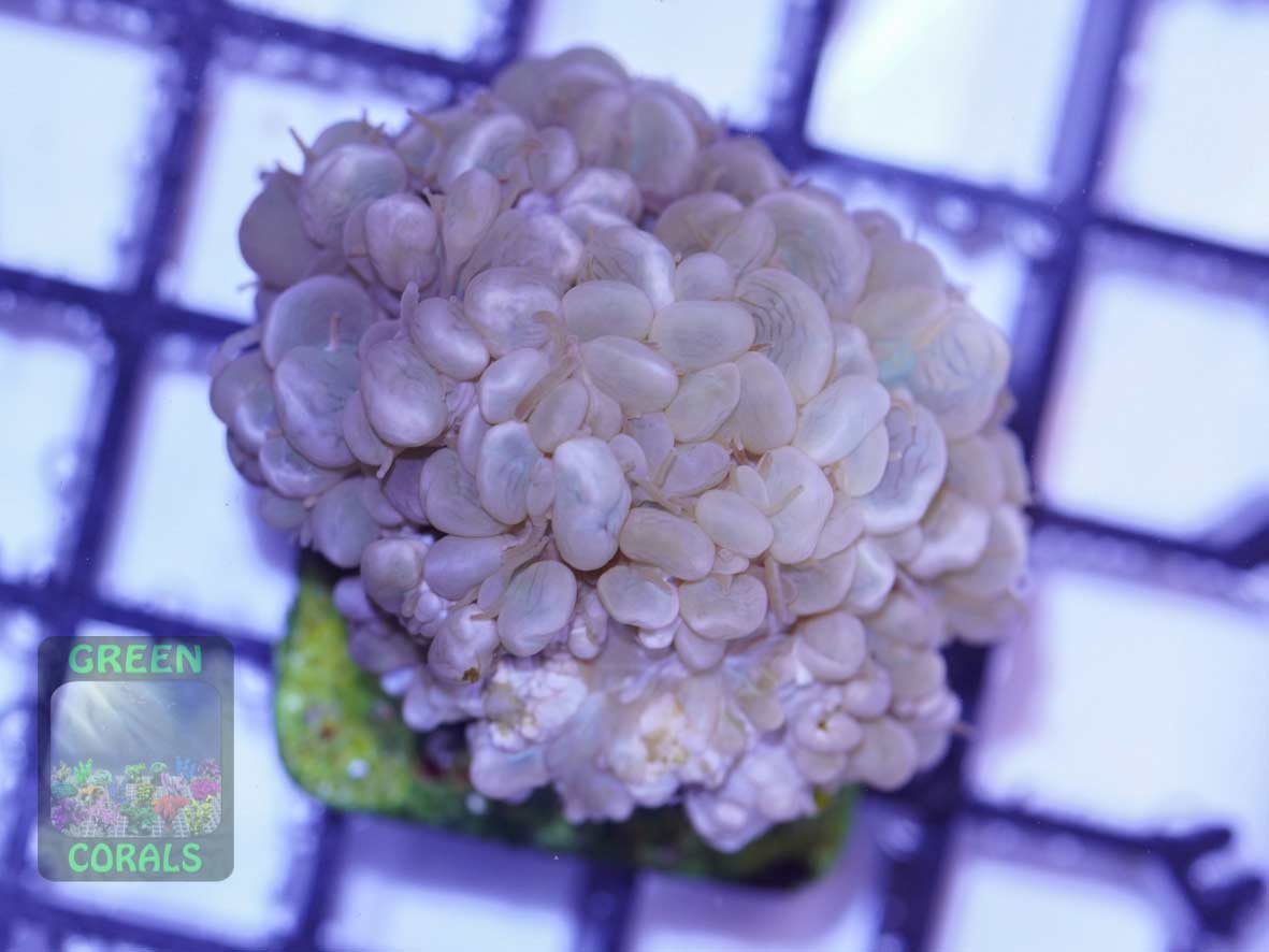 Physogyra lichtensteinii Physogyra lichtensteinii