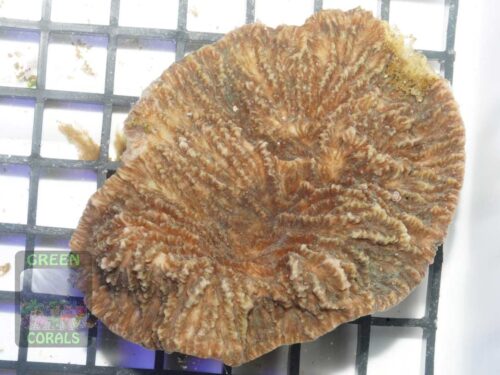 Merulina ampliata, Größe M