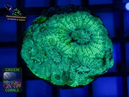 Acanthastrea echinata