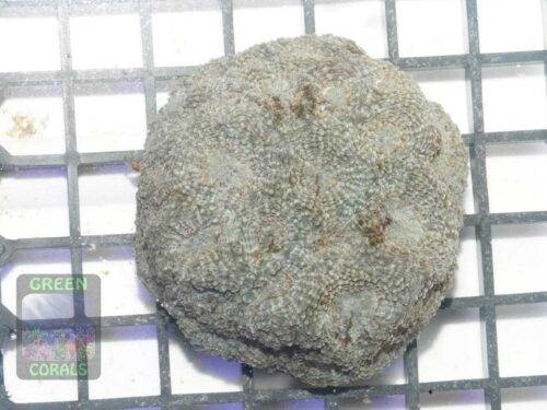 Acanthastrea echinata