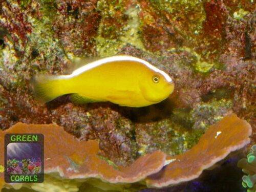 amphiprion-sandaracinos