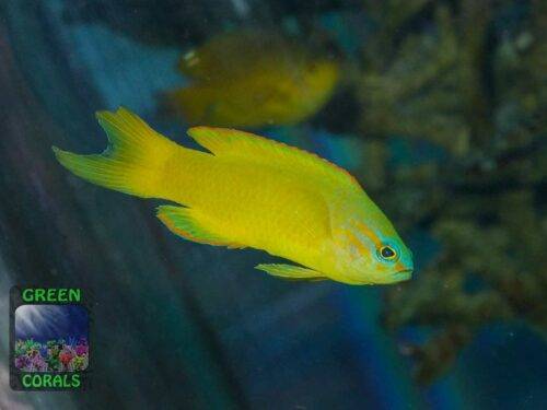 assessor-flavissimus