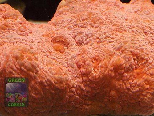 Echinophyllia sp. rot, Makroaufnahme