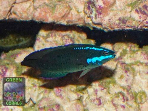 pseudochromis-springeri-