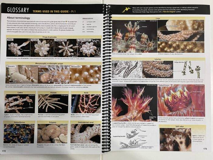 Octocoral Finder – Bild 2