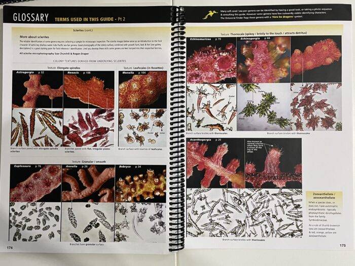 Octocoral Finder – Bild 3