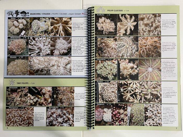 Octocoral Finder – Bild 4