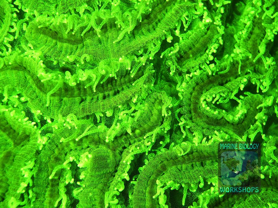 Merulinidae Steinkoralle Fluoreszenz-Nachttauchgang