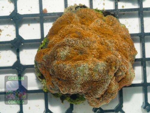 Acanthastrea echinata