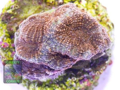 Acanthastrea echinata