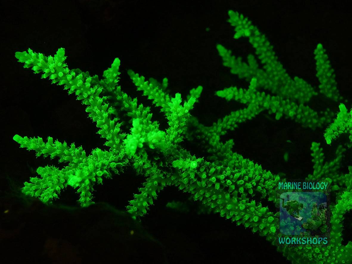 Acropora Fluoreszenz-Nachttauchgang