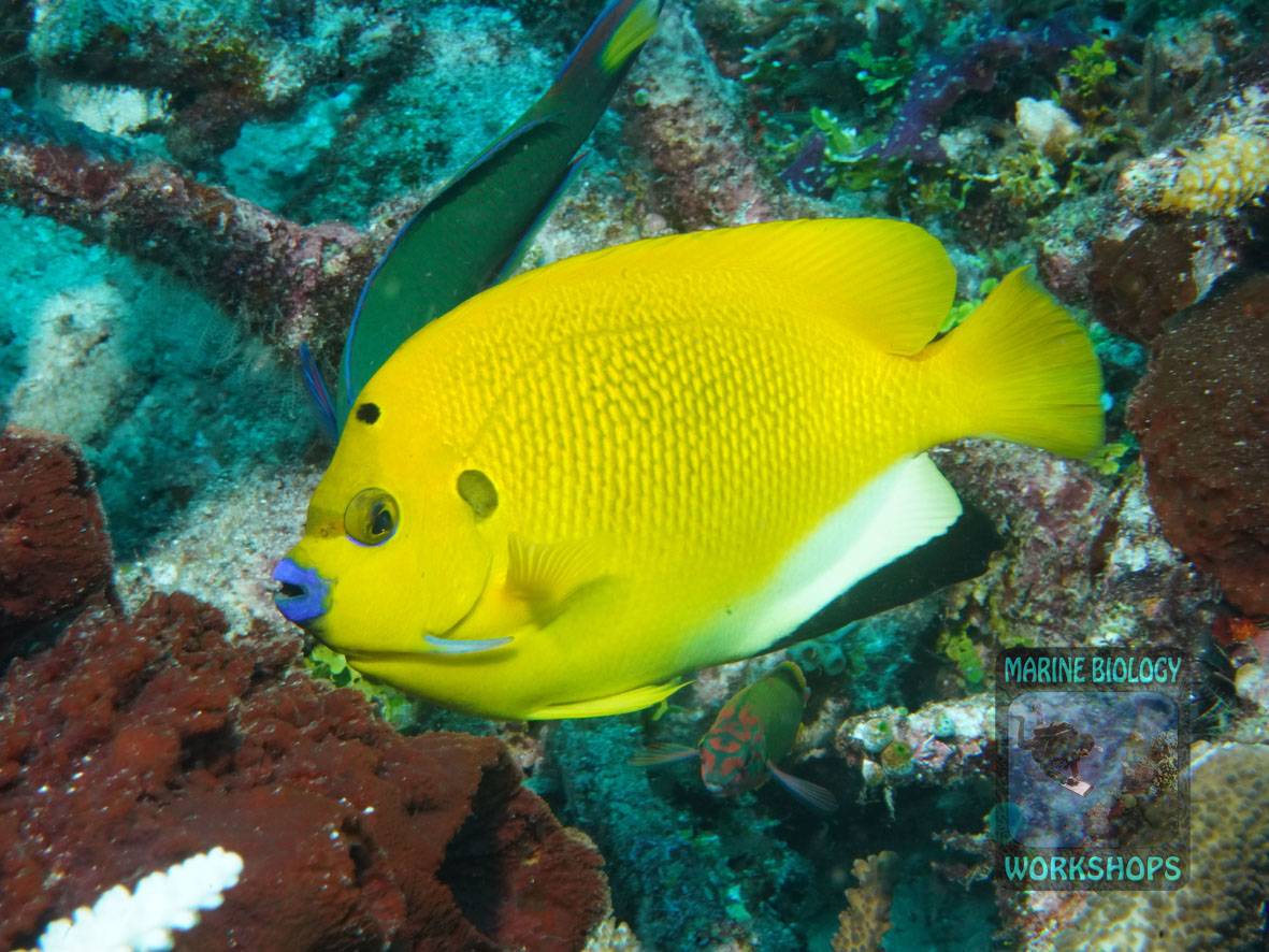 Dreipunkt-Rauchkaiserfisch Apolemichthys trimaculatus