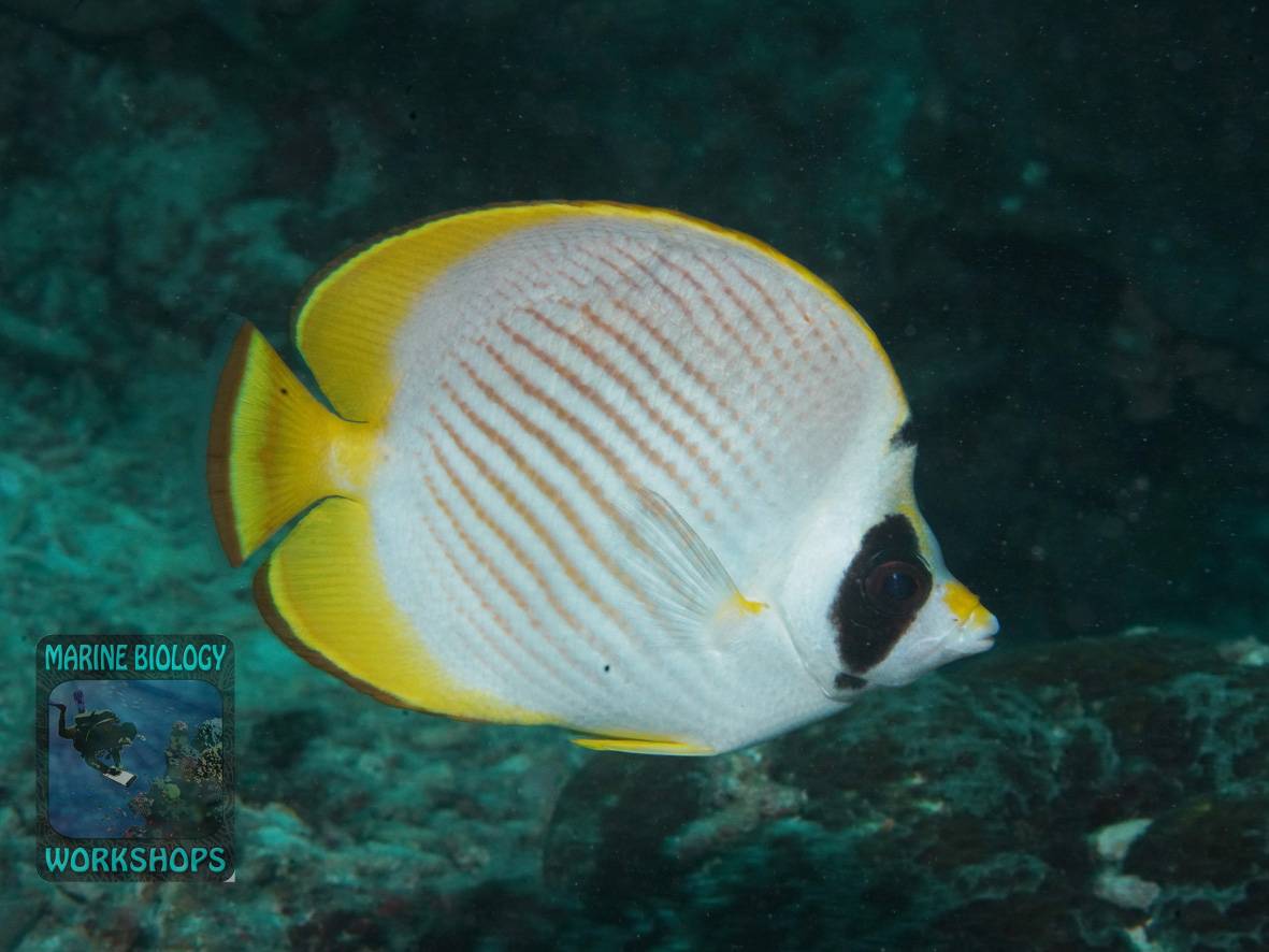 Ein Panda Falterfisch in Raja Ampat