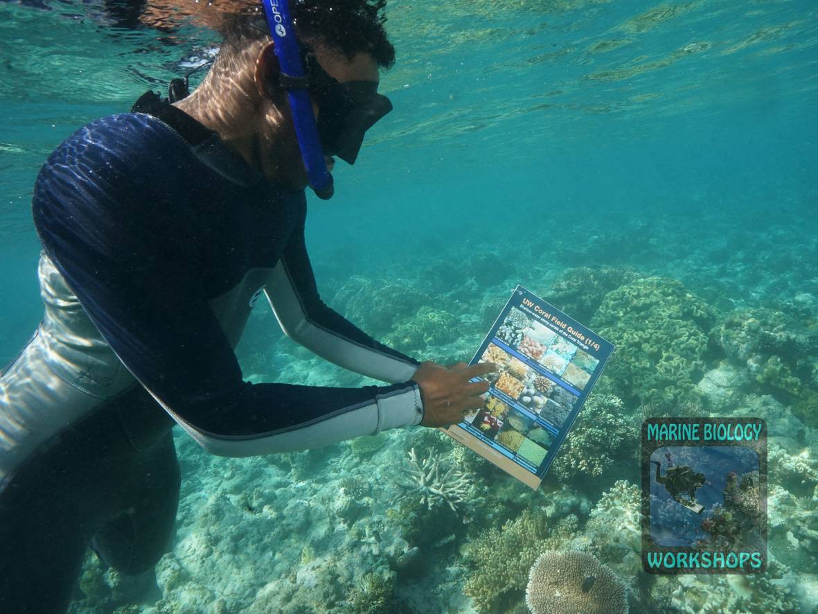 UW Coral Field Guide wird unter Wasser benutzt