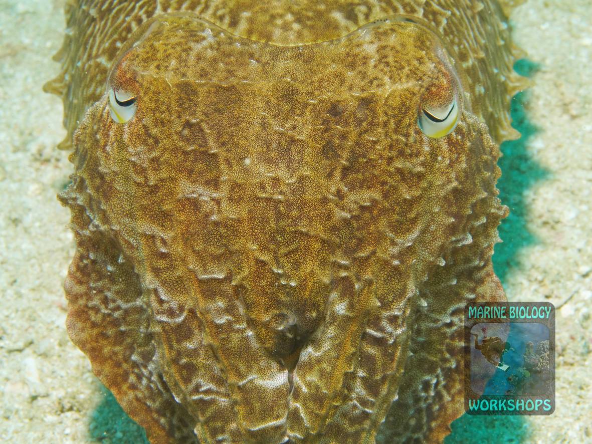 Breitarm-Sepia ist auf Jagd nach unvorsichtigen Krebstieren