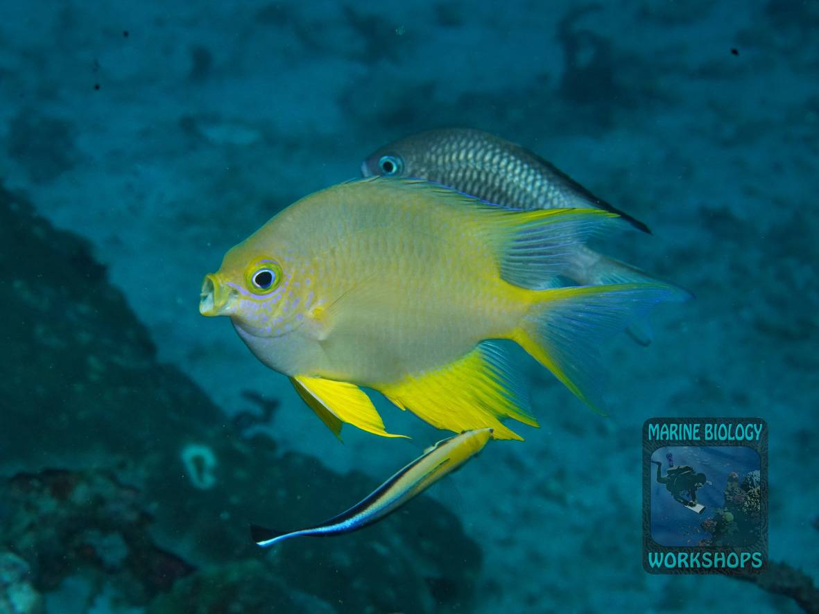 Der Goldene Riffbarsch (Amblyglyphidodon aureus), der sich gerade von einem Putzerfisch (Labroides dimidiatus) von Parasiten befreien lässt.