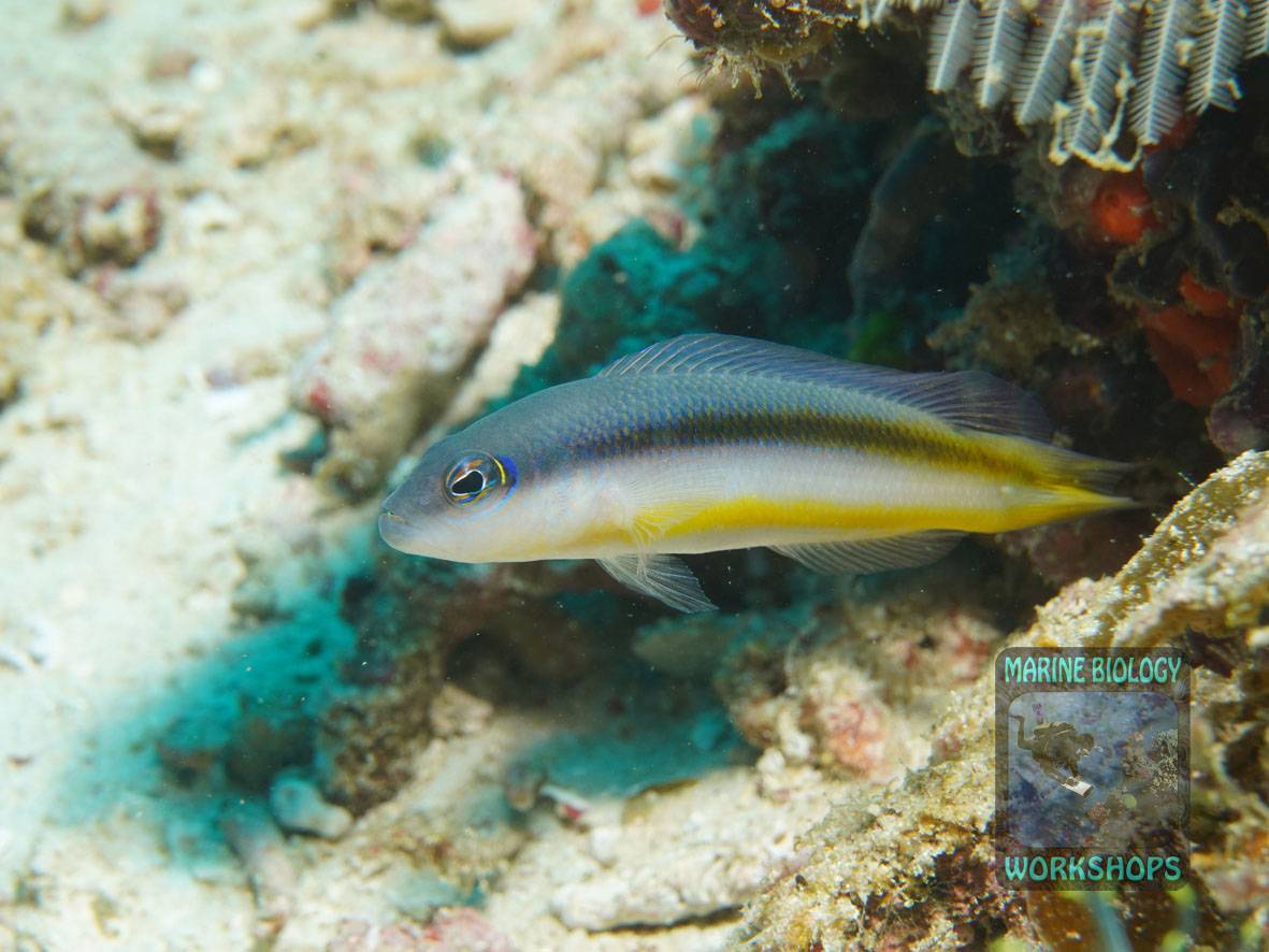 Zwergbarsch der nur im Inselreich Raja Ampats vorkommt.