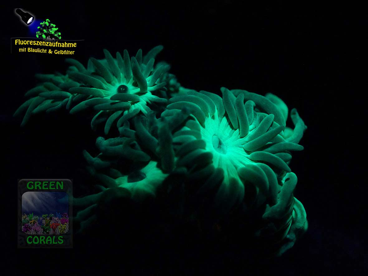 Duncanopsammia axifuga