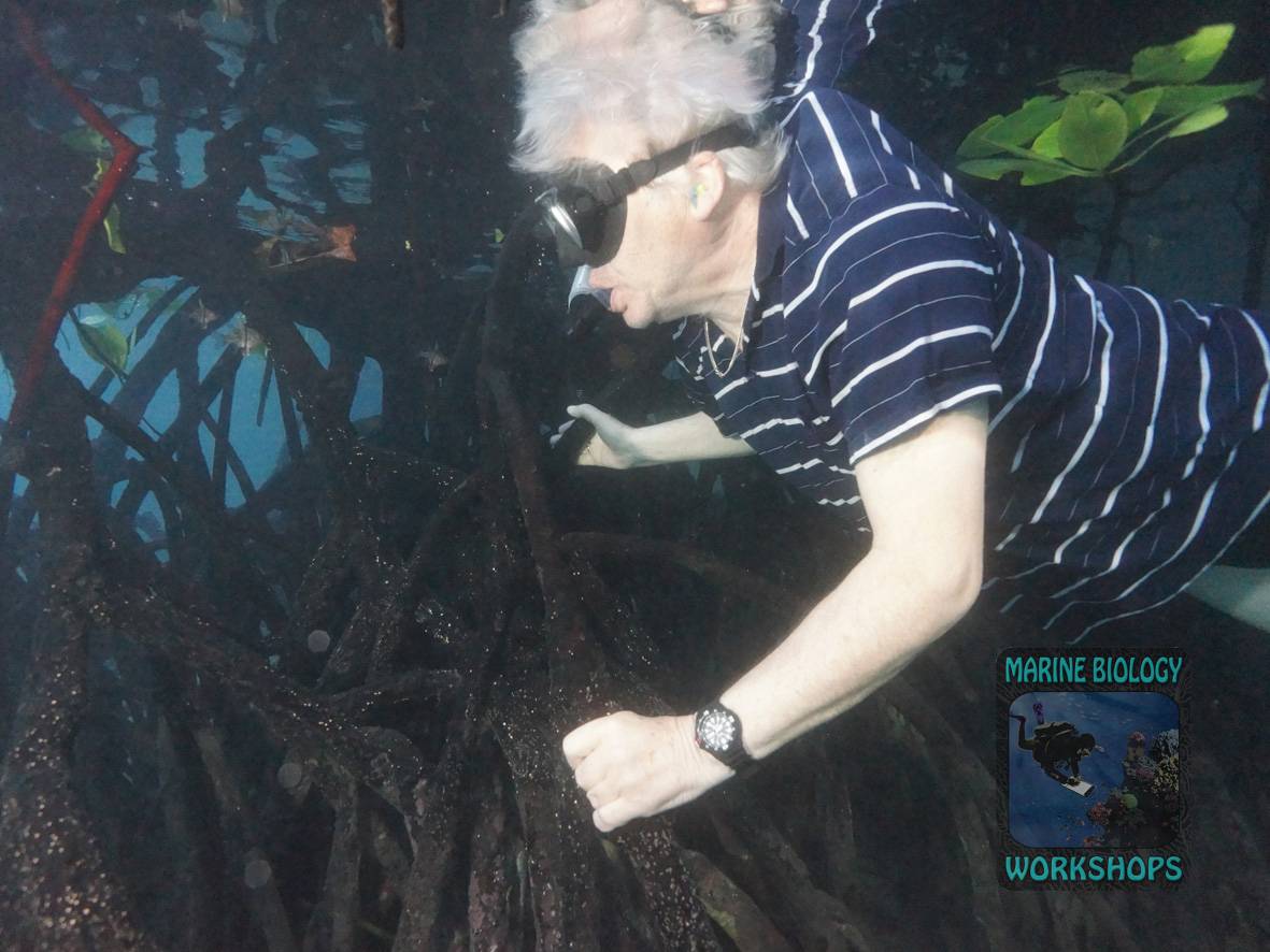 Taucher zwischen den Stelzwurzeln einer Mangrove