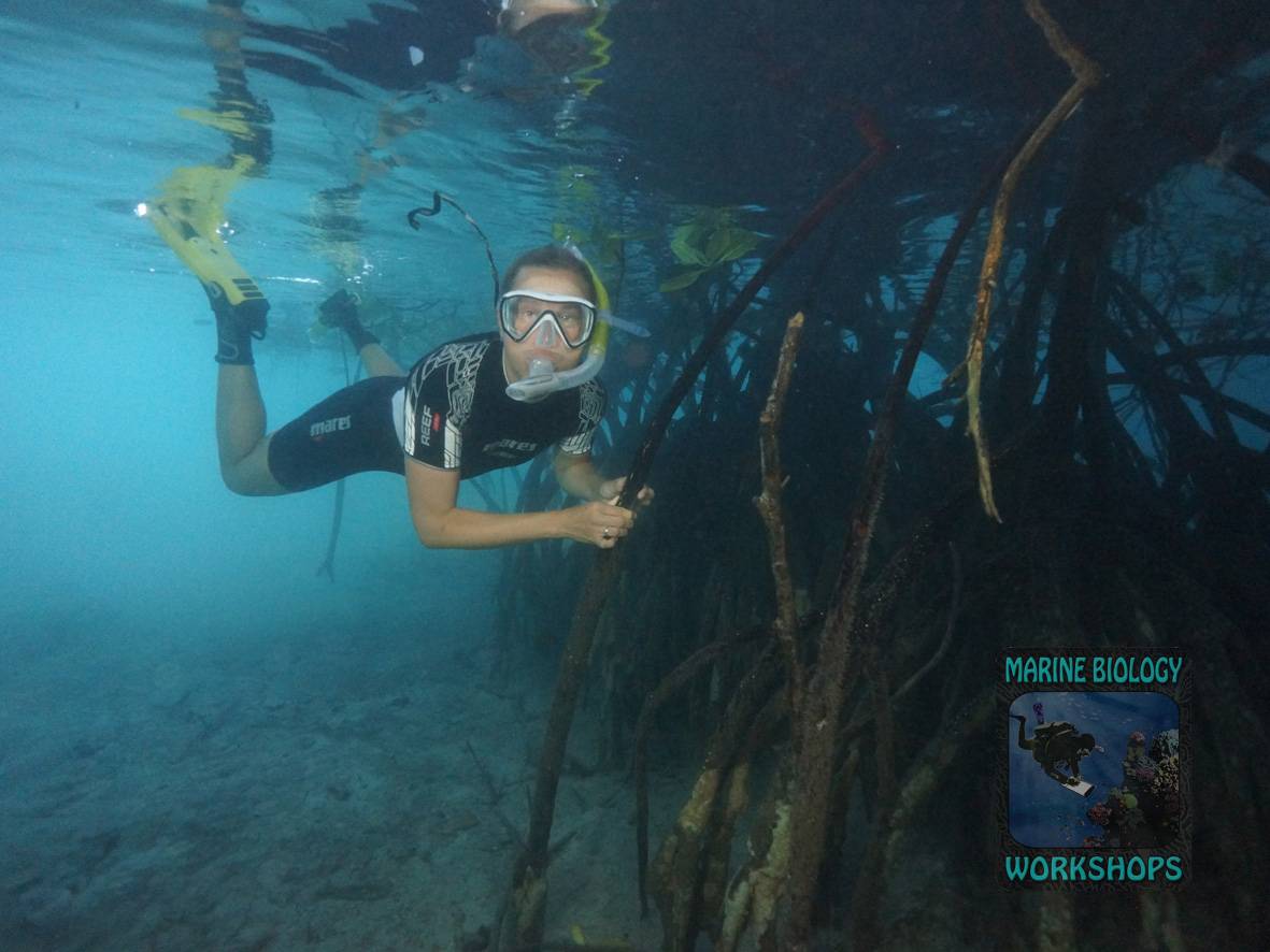 Mangroven entdecken Raja Ampat Workshop