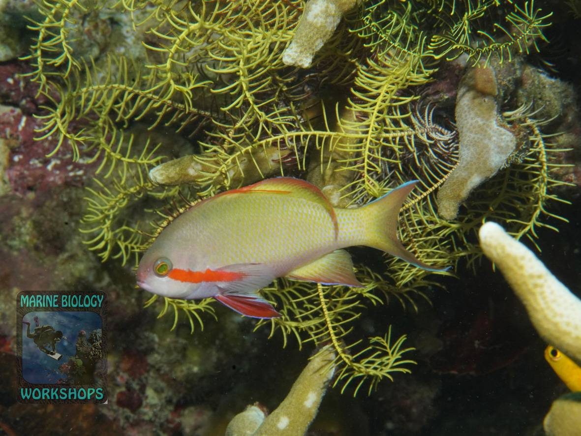 Der Grüne Fahnenbarsch (Pseudanthias huchtii) lebt eng ans Riff gebunden.
