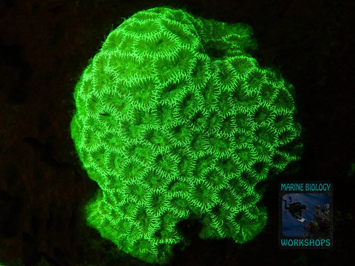 Favites sp. Fluoreszenz-Nachttauchgang