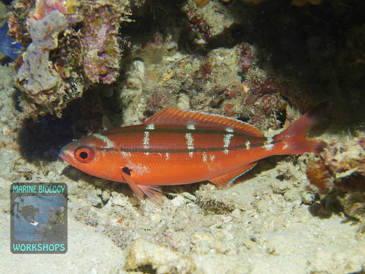 Der Zweistreifen-Füsilier in Riffnähe