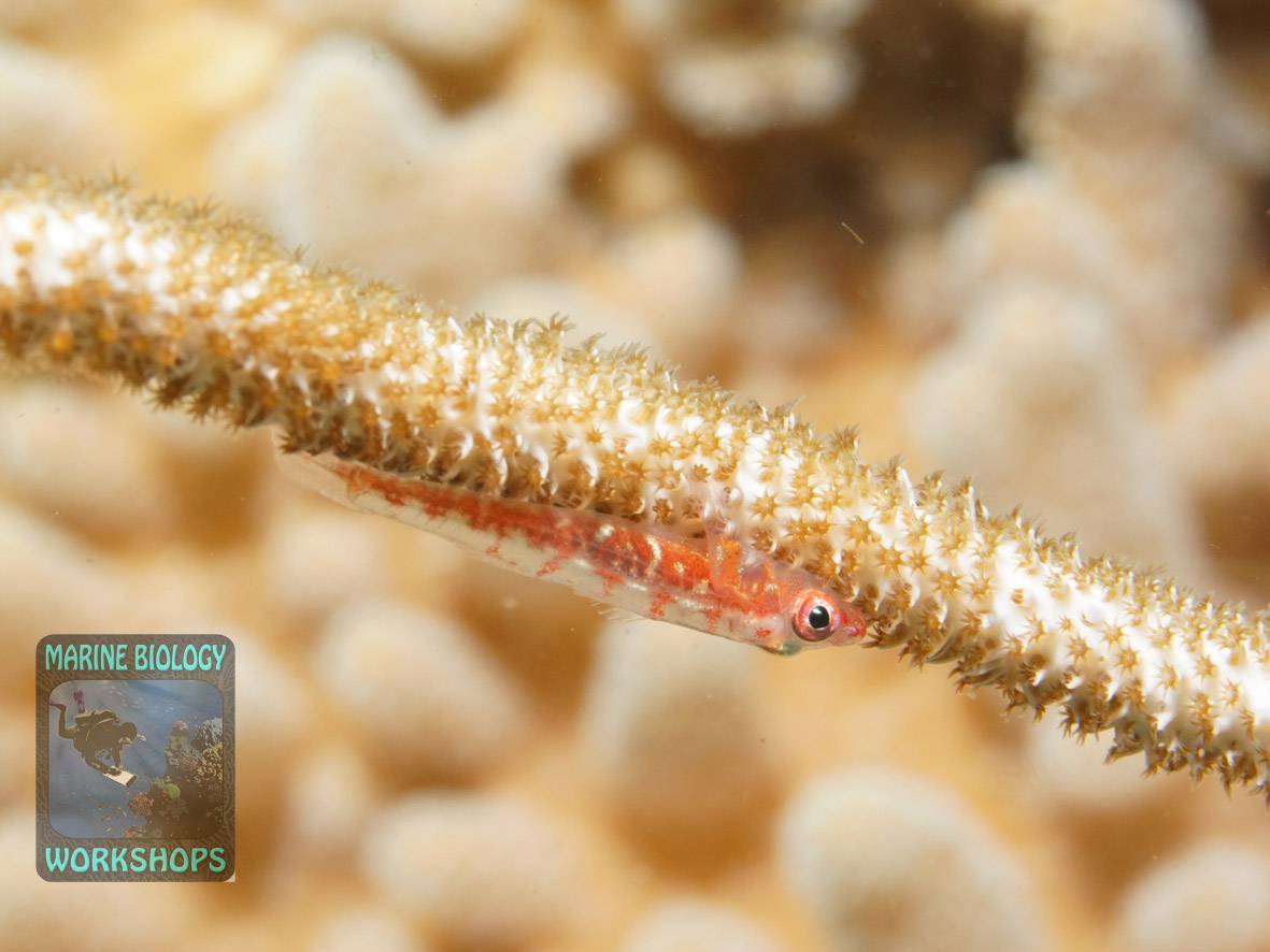 Eine Drahtkorallen-Zwerg-Grundel aus nächster Nähe