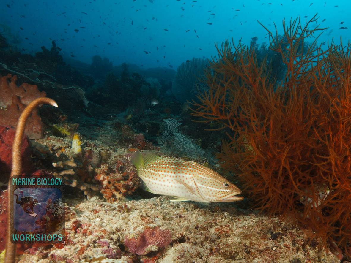 Spitzkopf-Zackenbarsch Raja Ampat