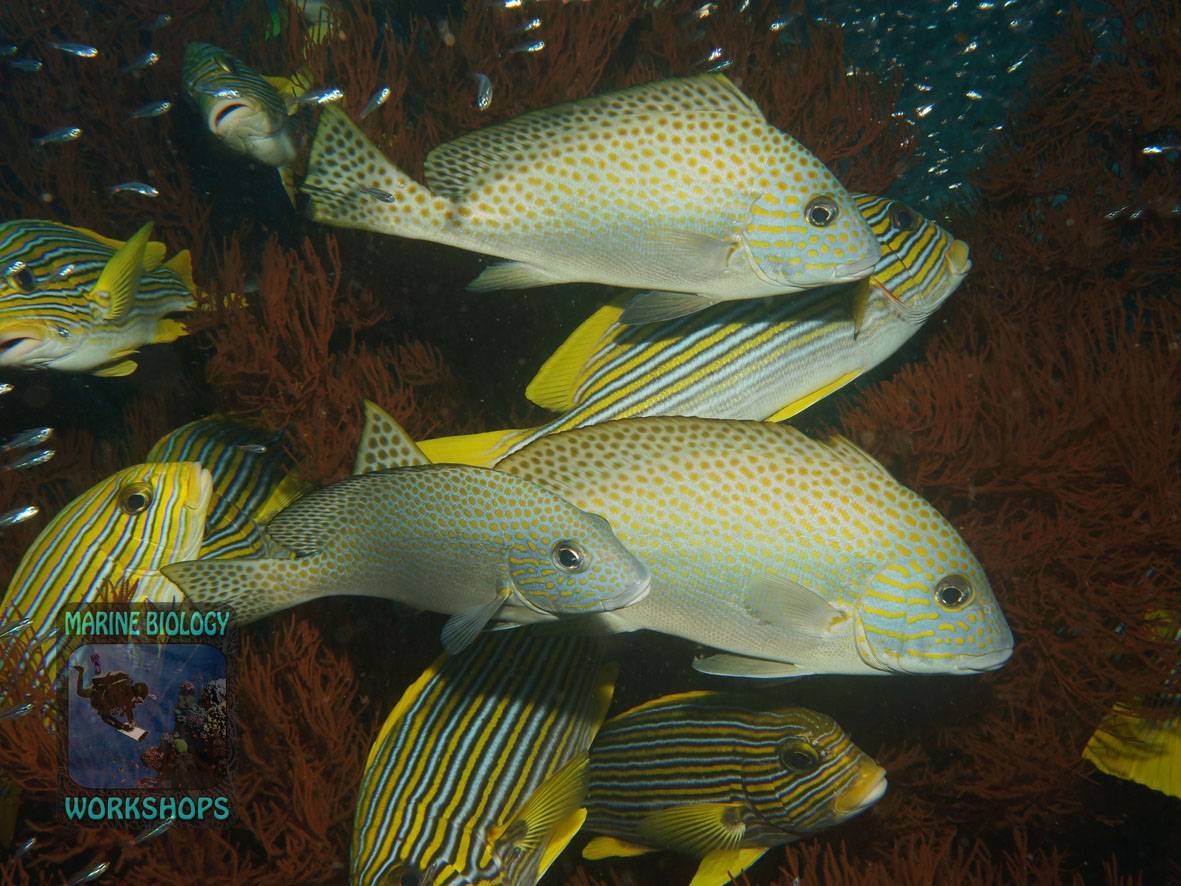 Verschiedene Süsslippen (Haemulidae) in einer Schwarzen Koralle