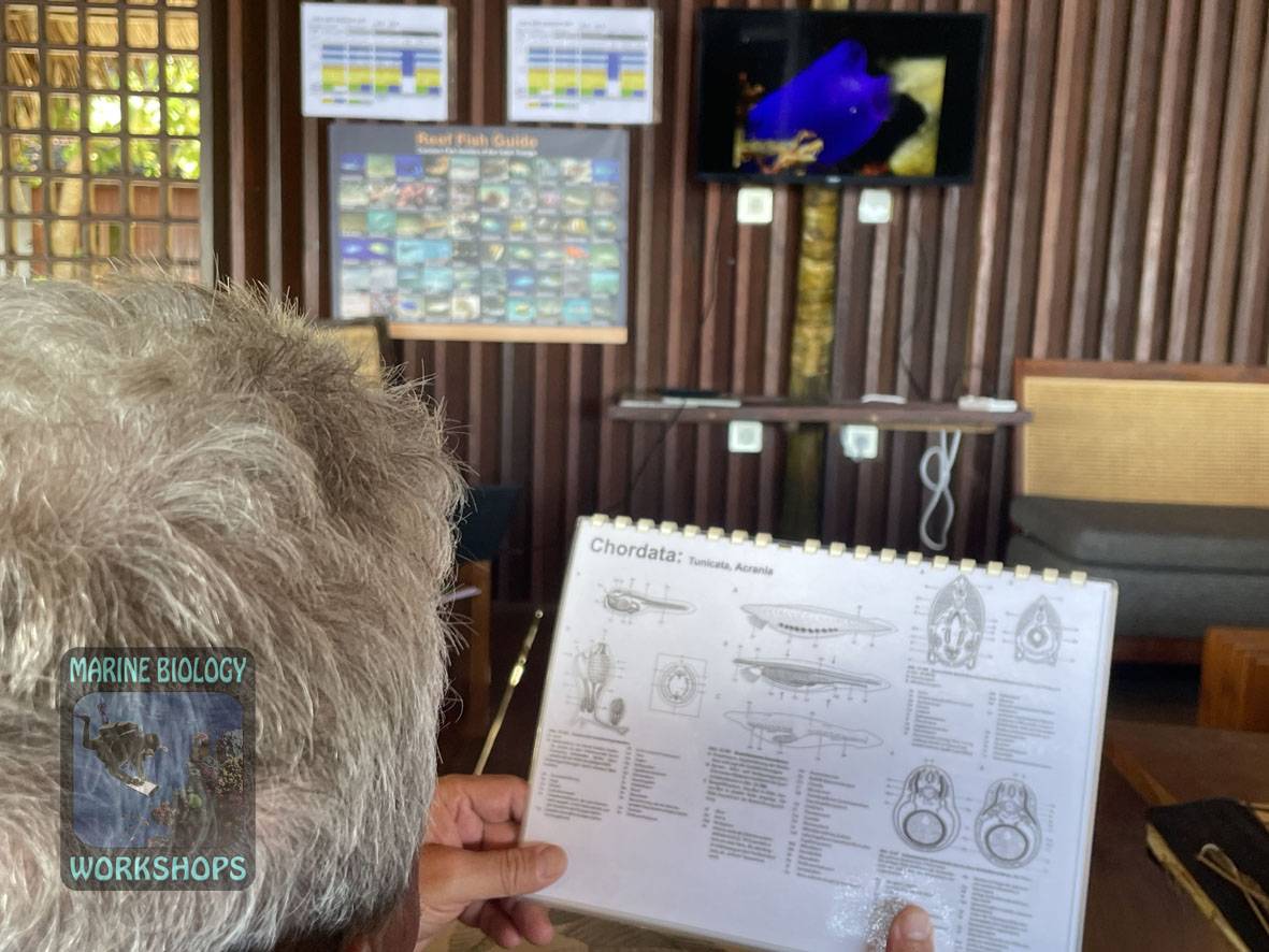 zoologische Zeichnung eines ausgewählten Organismus