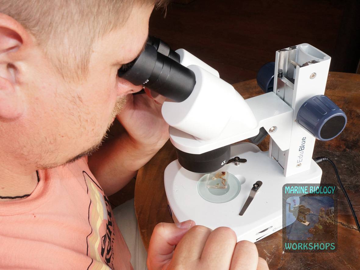 Proben durch das Mikroskop erforschen