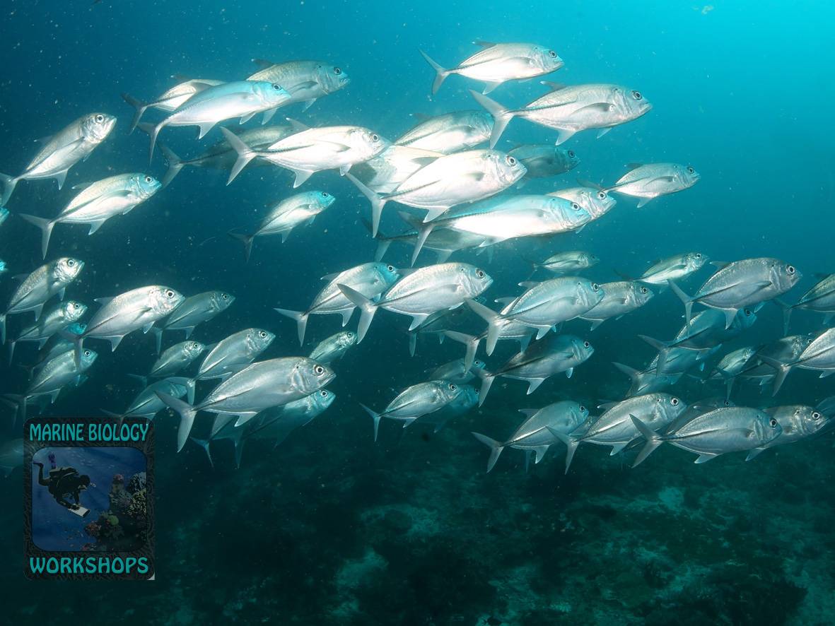 Ein Fischschwarm aus Großaugen-Stachelmakrelen