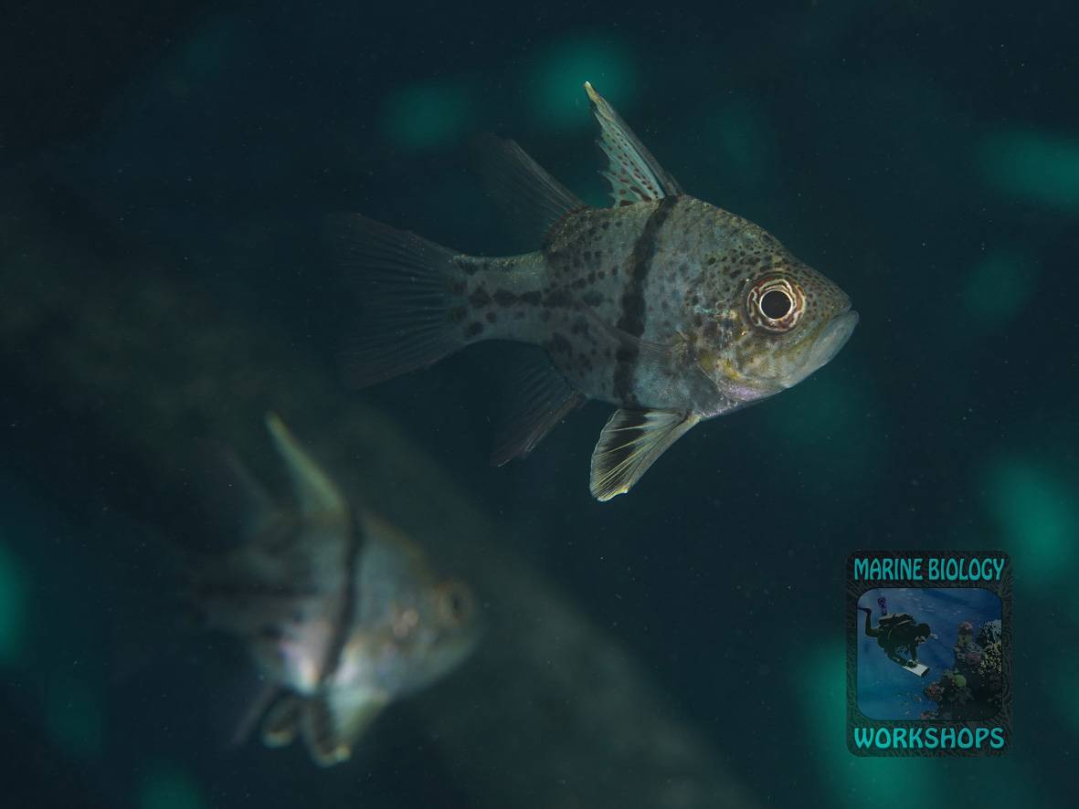 Kardinalbarsche zwischen Mangroven