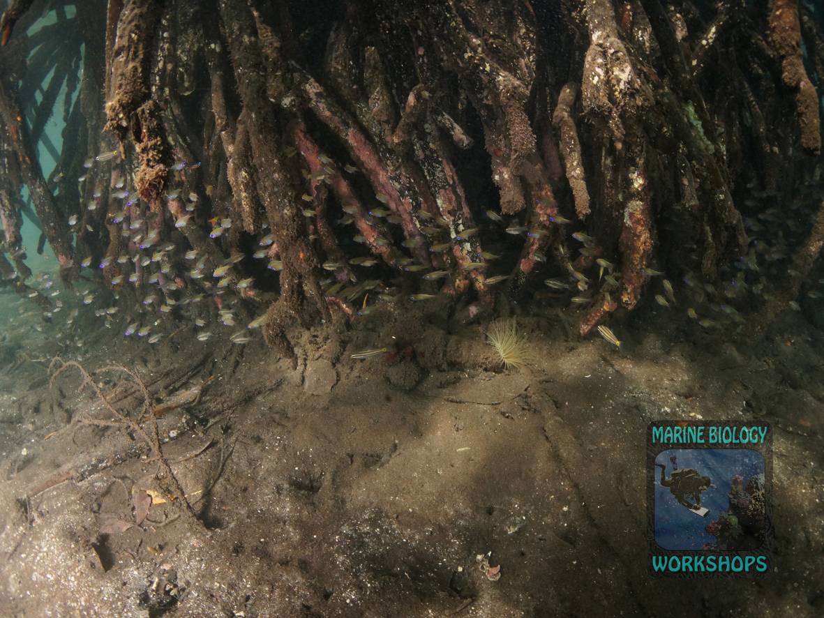 Ein Schwarm Kardinalbarsche versteckt sich in den Wurzeln von Mangroven