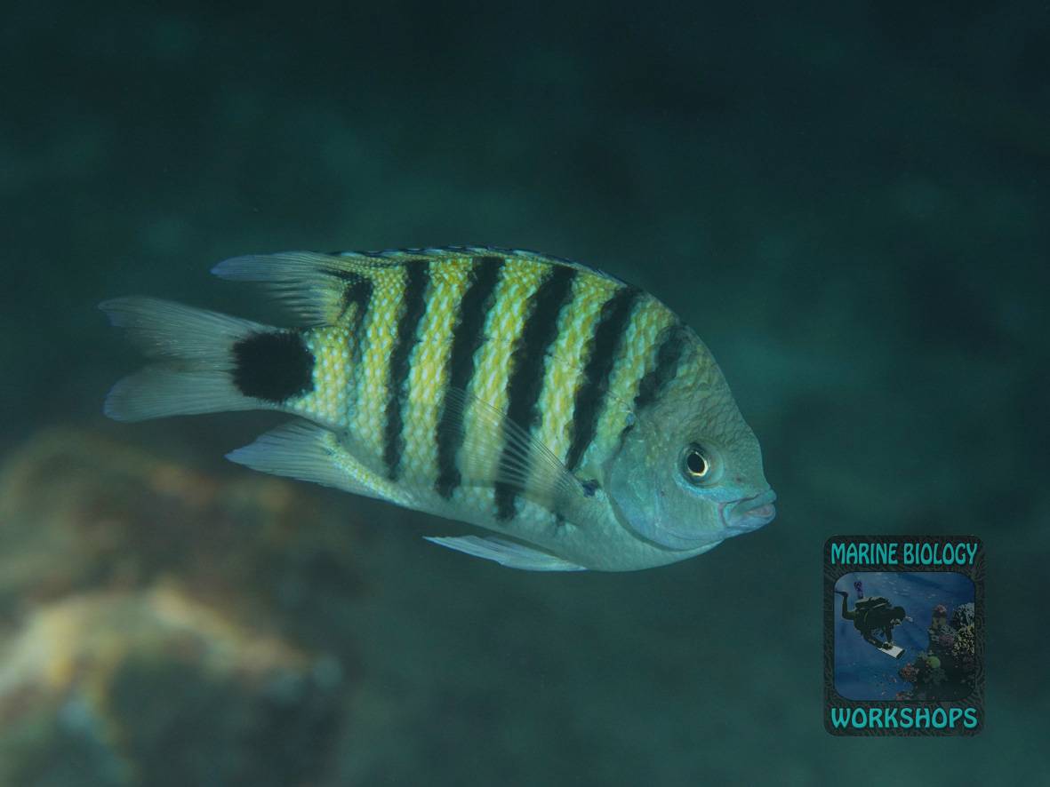Ein schwarz-gelb gestreifter Riffbarsch und Mangrovenbewohner