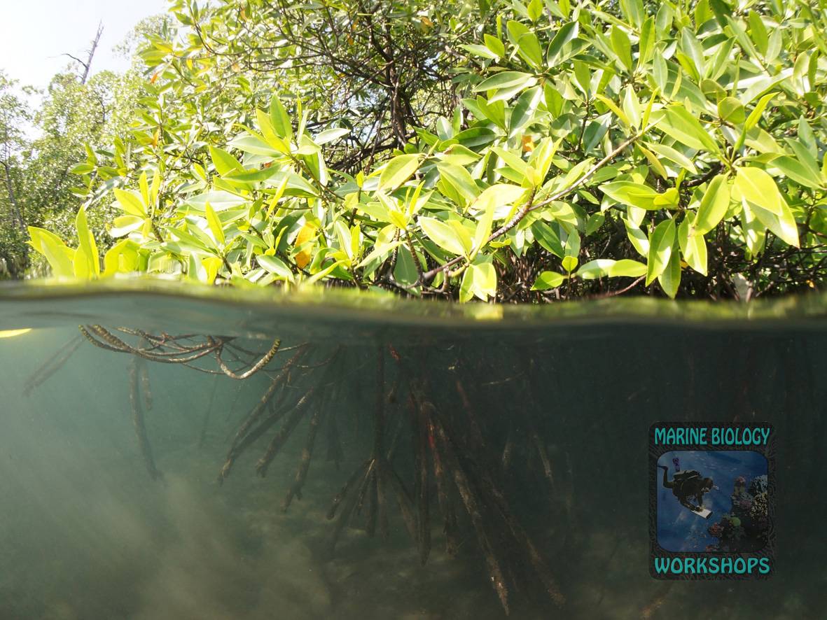 Mangroven Unterwasser und Überwasser