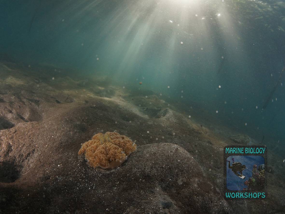 Die Mangrovenqualle Cassiopea sp. ist ein typischer Bewohner der Mangroven