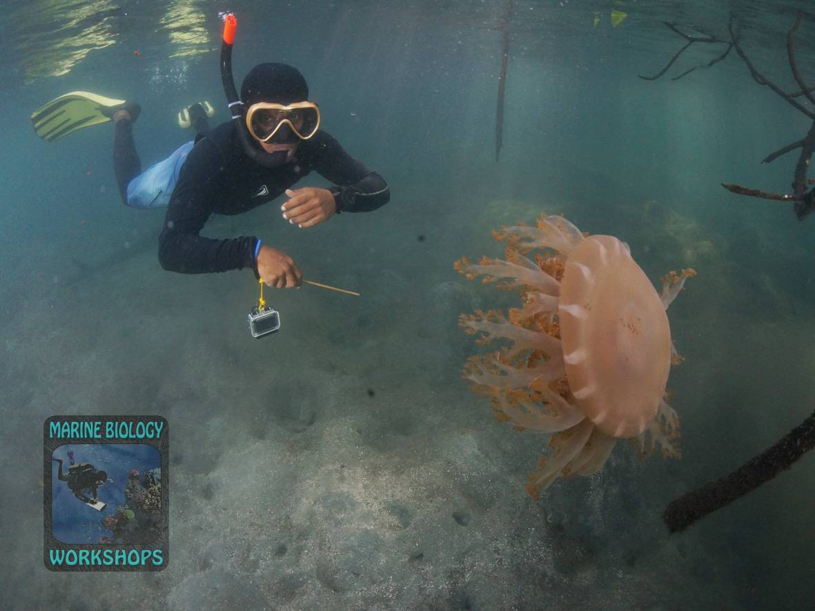 Entdeckung einer Qualle