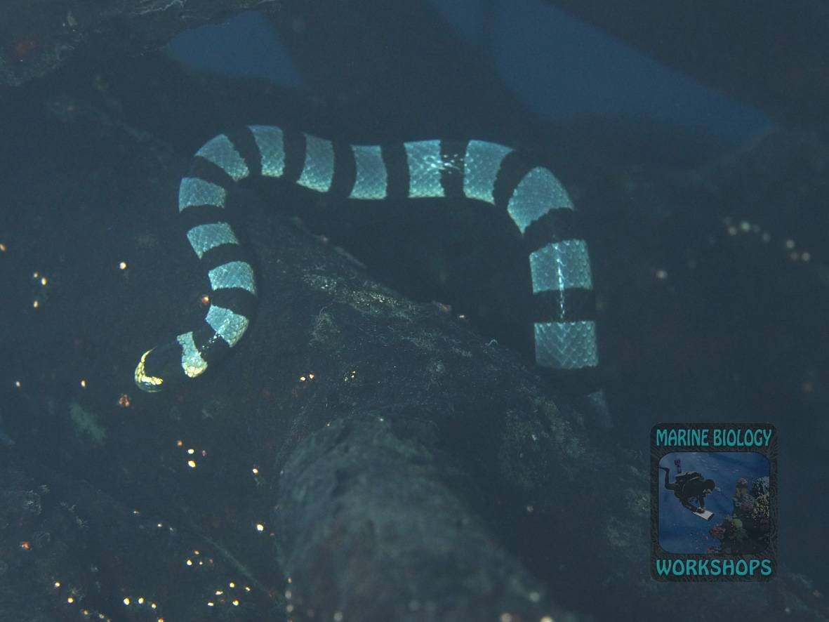Gelblippen-Seeschlange In einem Stelzwurzel-Dickicht einer Mangrove