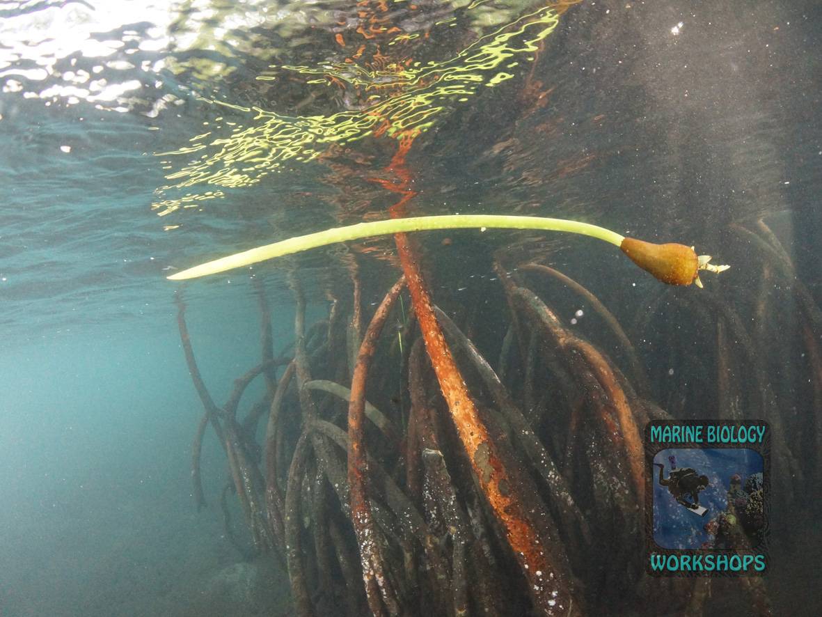 Mangroven Wurzeln Unterwasser