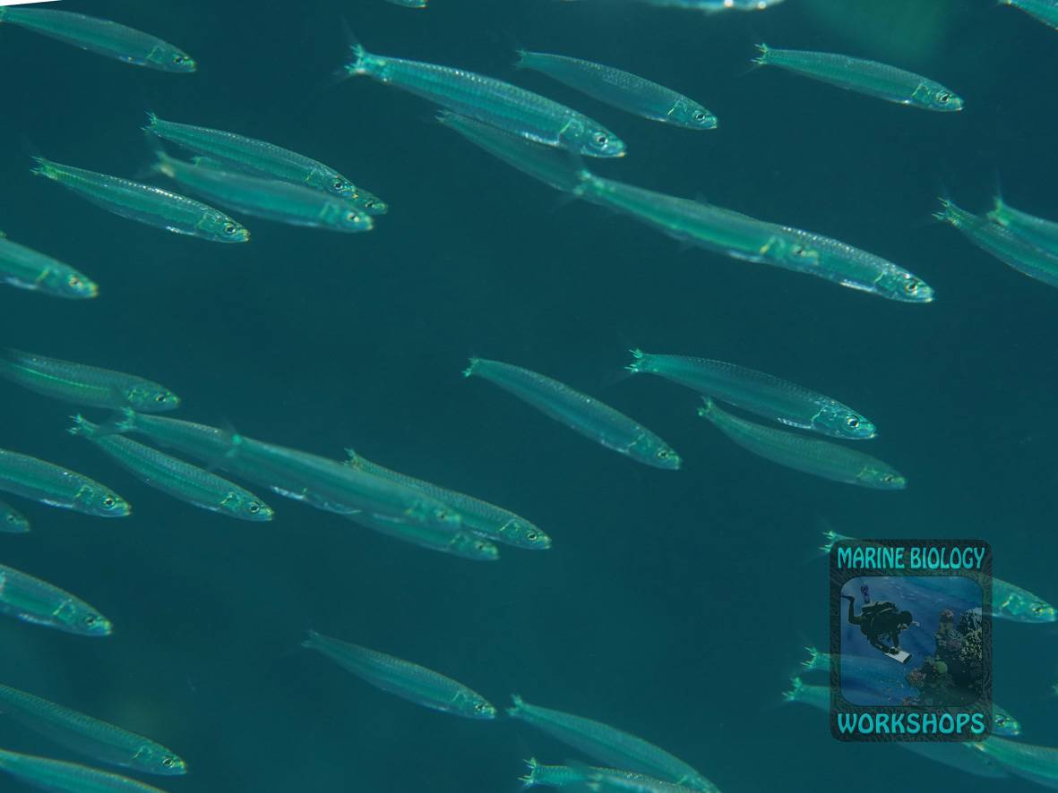 Großer Schwarm Silberseiten Fische