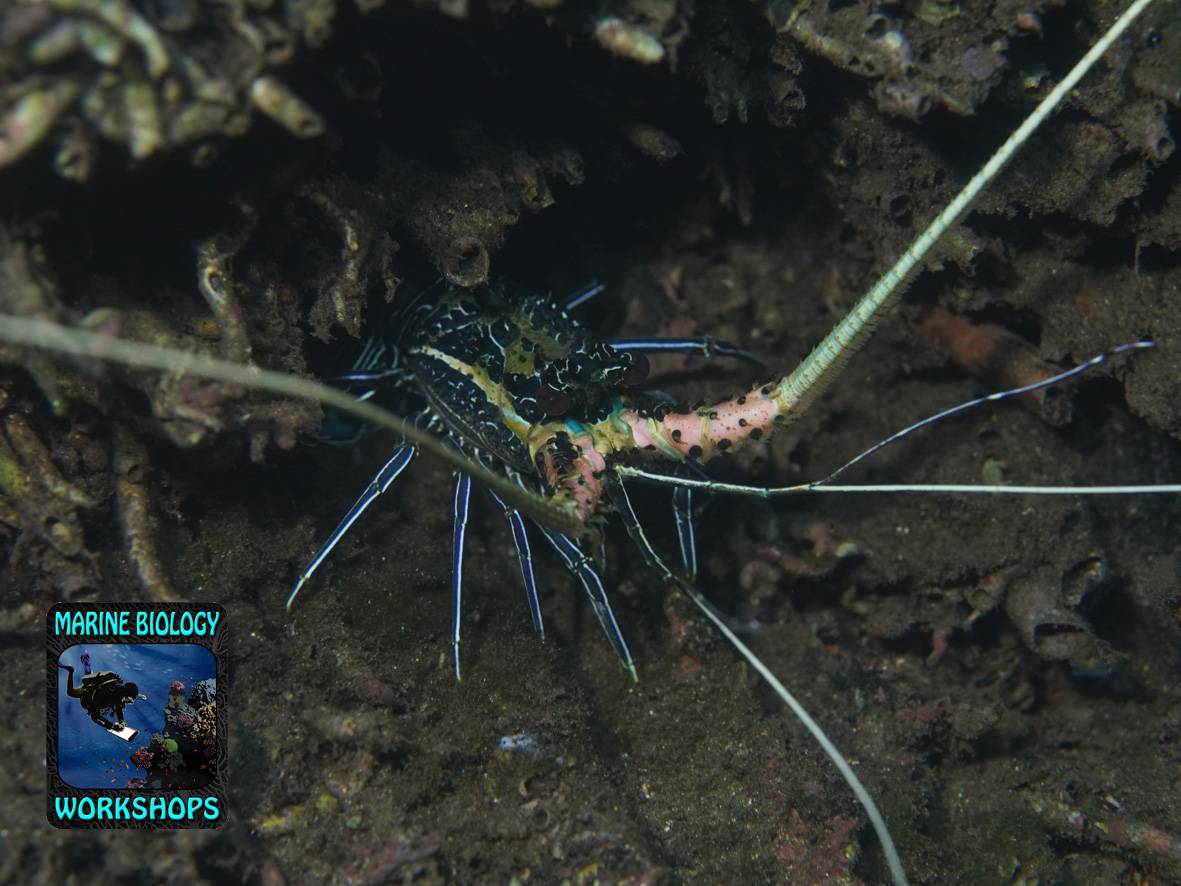 Unter einem massiven Baumstamm im Wasser versteckt sich eine große, ebenfalls nachtaktive Languste