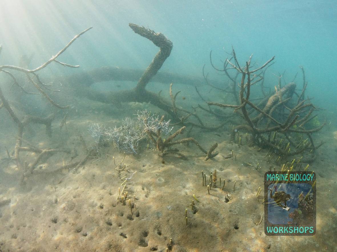 Die Wurzeln einer Mangrove am Meeresboden