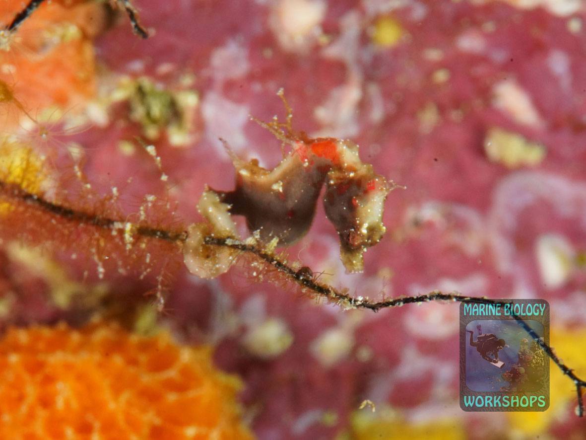 kleines Seepferdchen Hippocampus pontohi zischen einer Koralle