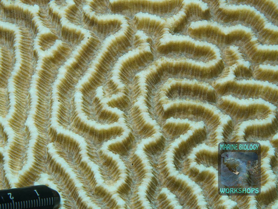 Hirnkoralle mit ihren mäanderförmigen Polypentälern