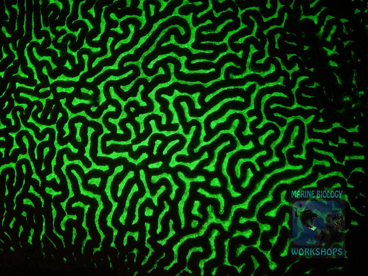 Hirnkoralle Fluoreszenz-Nachttauchgang